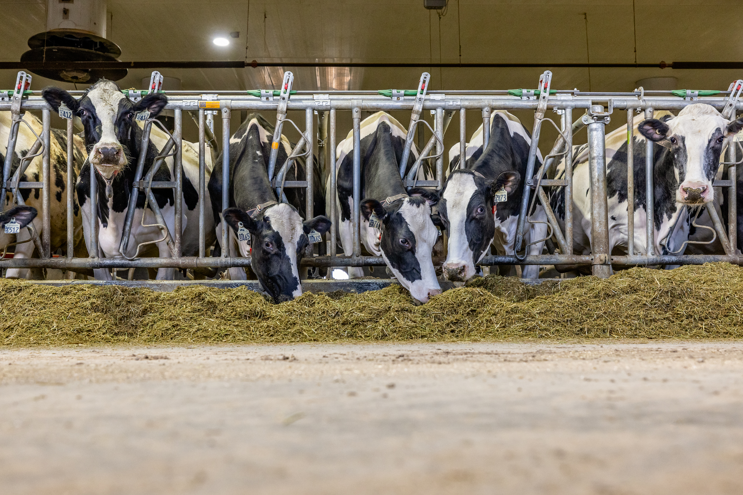 dairy cattle feeding