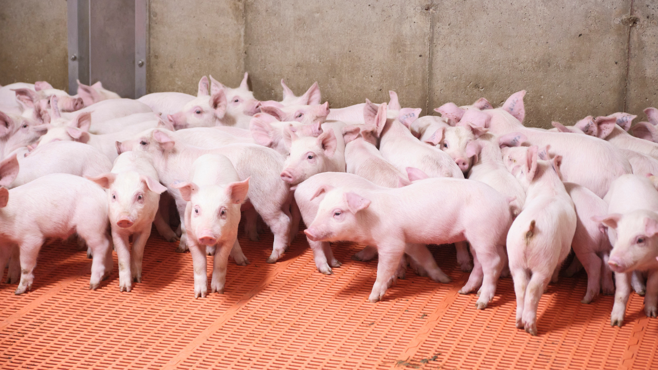 nursery pigs