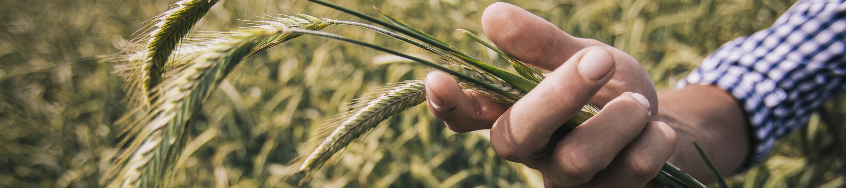hand holding hybrid rye stalks