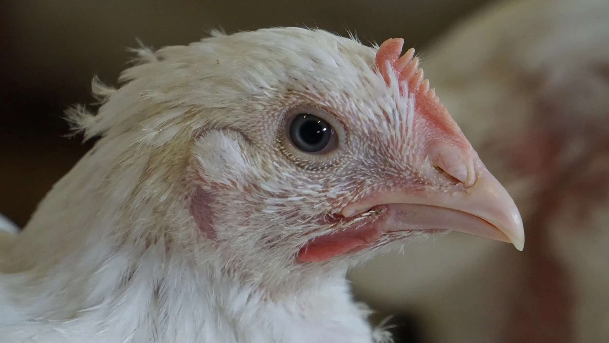 Ressourceneffiziente Fütterung von Masthähnchen / (c) Stiftung Tierärztliche Hochschule Hannover (TiHo)